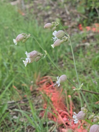 bladder campion photograph by the iNaturalist community