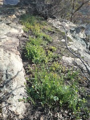 Muehlenbeckia rhyticarya