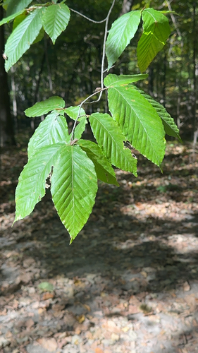 American beech photograph by the iNaturalist community