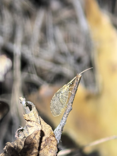 Hemerobius humulinus observed 2026-10-23