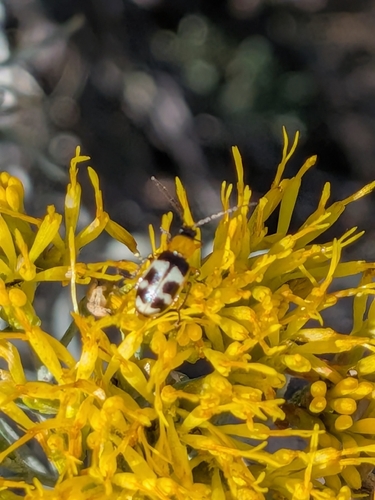 Checkered Melon Beetle