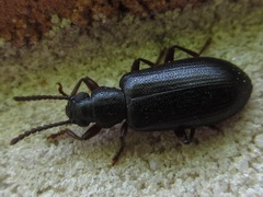 Luprops orientalis