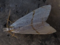 Pseudargyria interruptella