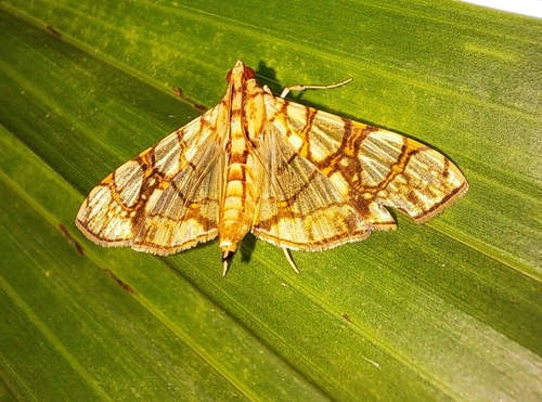 Margaronia observed 2026-10-23