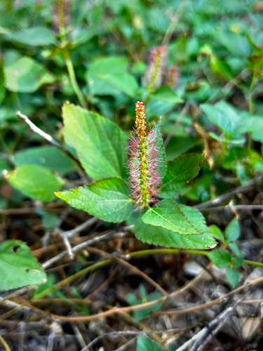 Acalypha phleoides, 2026-10-23