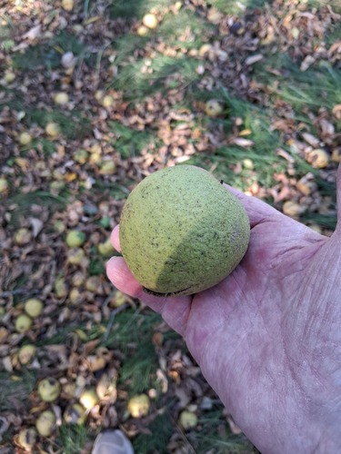 eastern black walnut photograph by the iNaturalist community