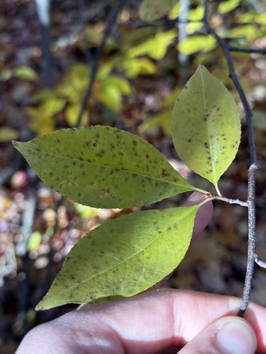 black cherry photograph by the iNaturalist community