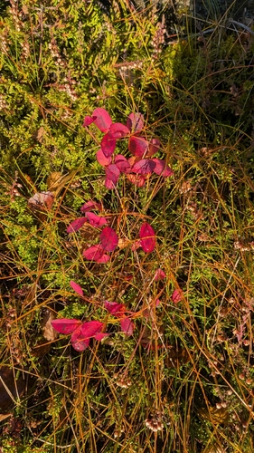 Vaccinium uliginosum observed 2026-10-21