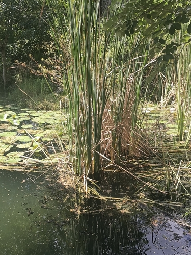 Typha domingensis observed 2026-10-23