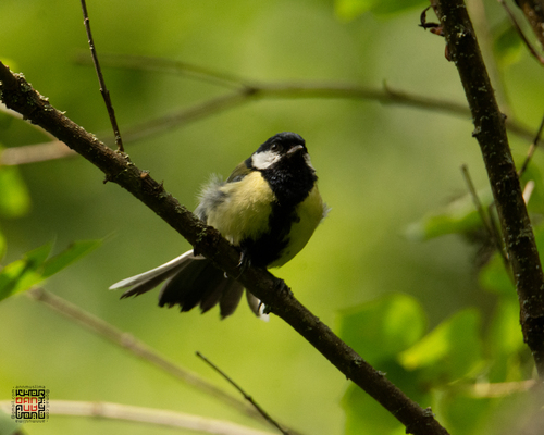 iNaturalist image