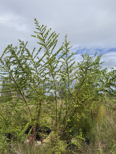 Flueggea virosa observed 2026-10-23