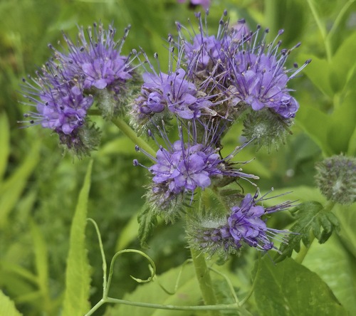 Phacelia tanacetifolia, 2026-10-23