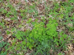 Taenidia integerrima