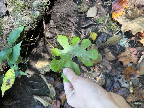 bloodroot photograph by the iNaturalist community