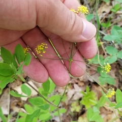 Taenidia integerrima