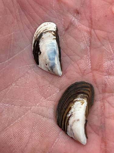 Dreissena polymorpha, 2026-10-23