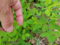Taenidia integerrima