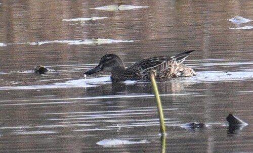 iNaturalist image