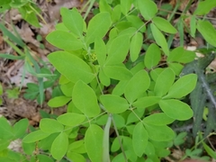 Taenidia integerrima