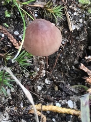 Mycena kuurkacea