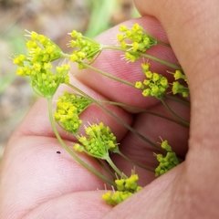 Taenidia integerrima