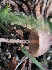 Mycena kuurkacea