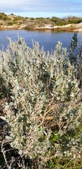 Atriplex cinerea