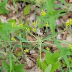 Taenidia integerrima