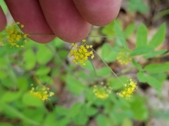 Taenidia integerrima