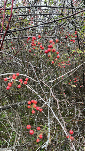 multiflora rose photograph by the iNaturalist community