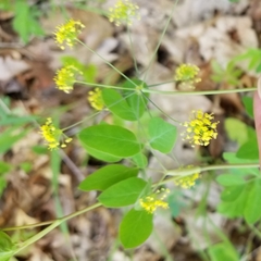 Taenidia integerrima