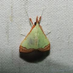 Autocharis hedyphaes