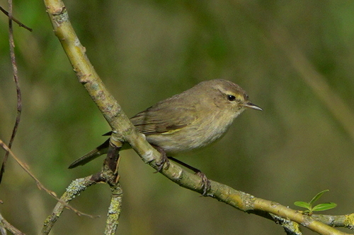 Common Chiffchaff photograph by the iNaturalist community