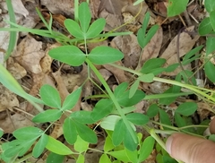 Taenidia integerrima
