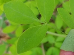 Taenidia integerrima