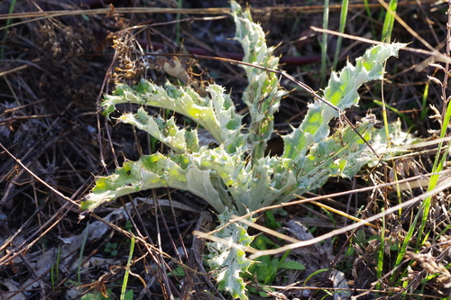 wavyleaf thistle