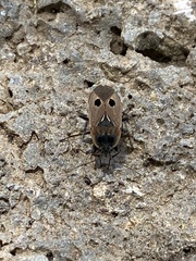 Graptopeltus validus