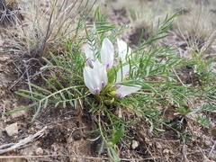 Oxytropis squammulosa