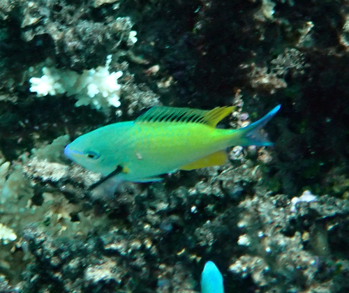 Chromis viridis observed 2026-10-22