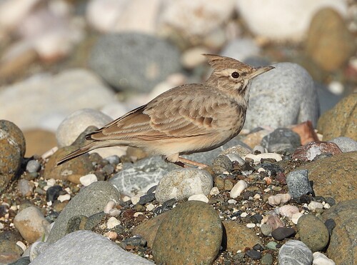 iNaturalist image