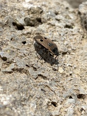 Graptopeltus validus