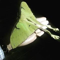 Actias maenas