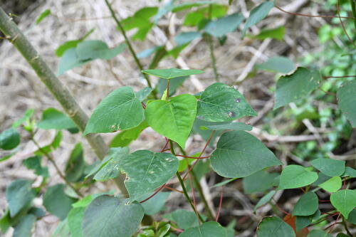 Homalanthus populifolius observed 2026-10-23