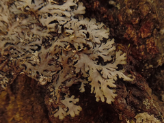 Heterodermia hypoleuca