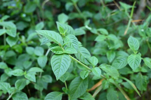 Achyranthes aspera observed 2026-10-23