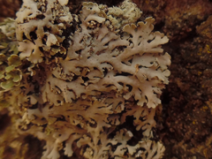 Heterodermia hypoleuca