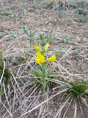 Thermopsis lanceolata