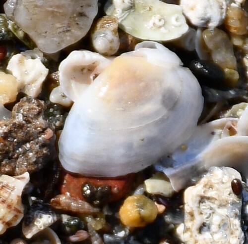 Gastrana fragilis observed 2026-10-18