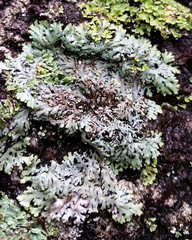 Heterodermia hypoleuca