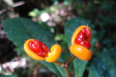 Pittosporum rubiginosum